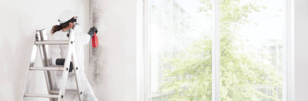 Best Mold Odor Removal Services  in Tell City, IN